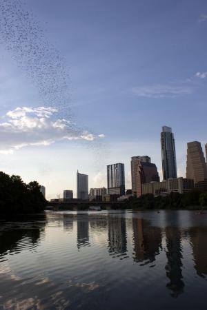 Austin Bats, Austin, TX