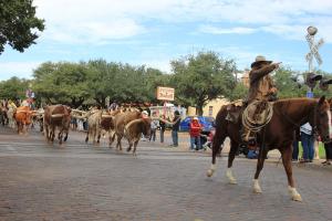 Fort Worth Stockyards - Cattle Drive